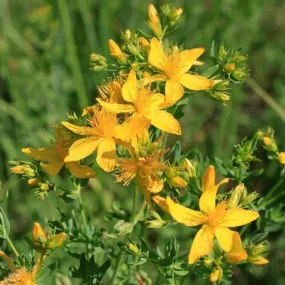 St. John's Wort - (Hypericum perforatum)