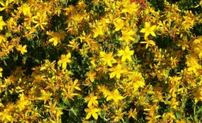 Tutsan, 1g